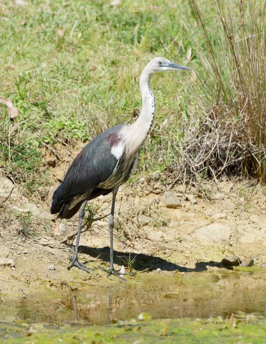 WATER BIRD: There are lots of herons around due to flooded paddocks and swamps.