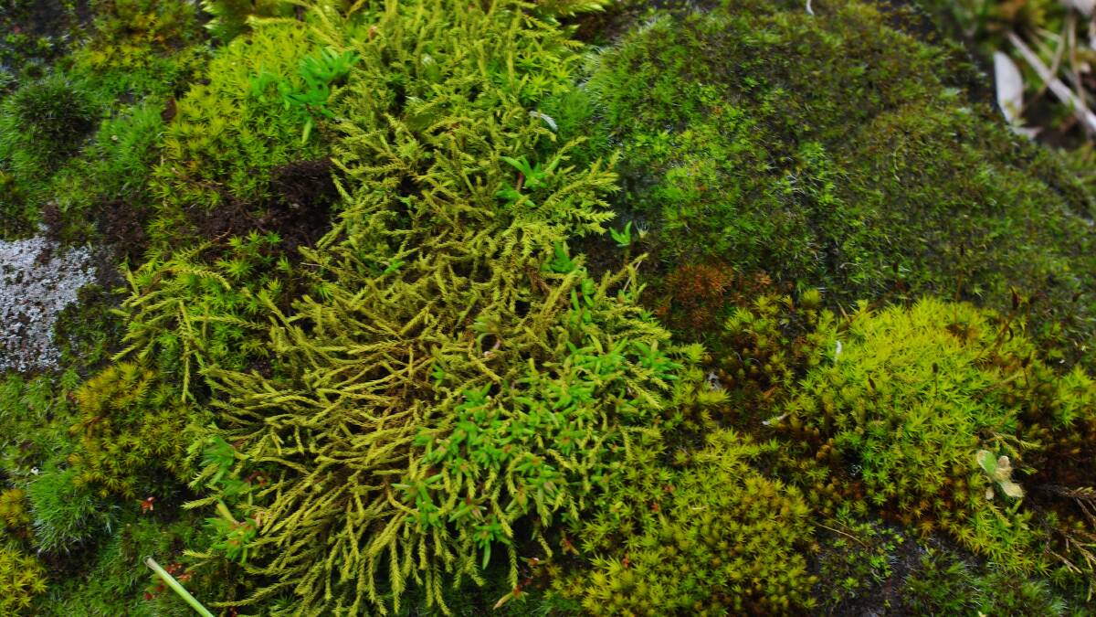 Green confusion: soft green mosses on a rock