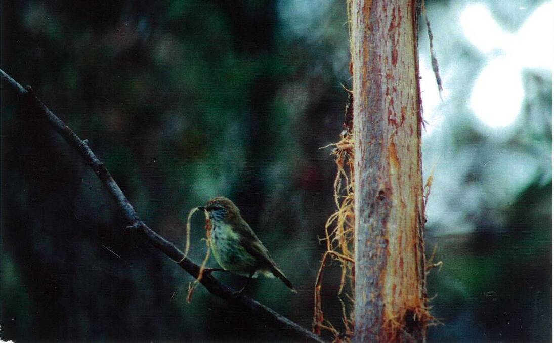 SETTING UP HOME: A striated thornbill busy gathering stringybark for its nest. Picture: GARRY LEITCH 