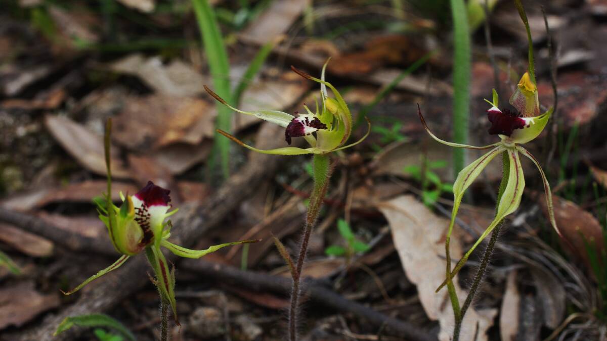 Spider orchid: The intriguing flowers of the spider-orchids are more spider-shaped than others, with remarkably long segments. Picture; SUPPLIED