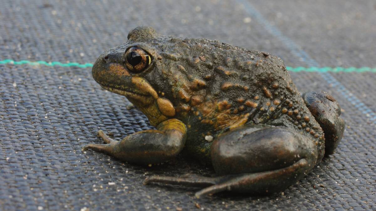 Mistaken identity: Banjo frogs are often thought to be toads. Picture: SUPPLIED