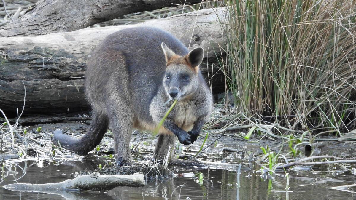 Solo traveller: Wallabies are usually solitary animals and visitors to Ballarat are more likely to be younger, immature animals.