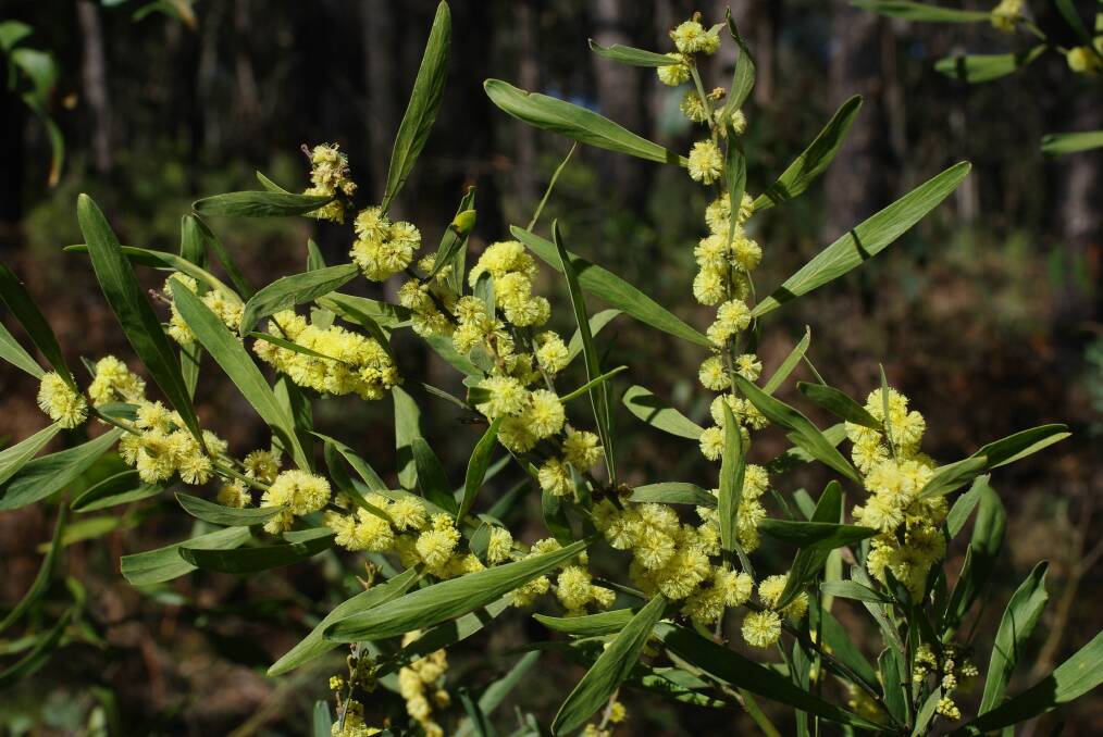 HOP WATTLE: Sometimes it suckers, colonising hillsides and roadsides.