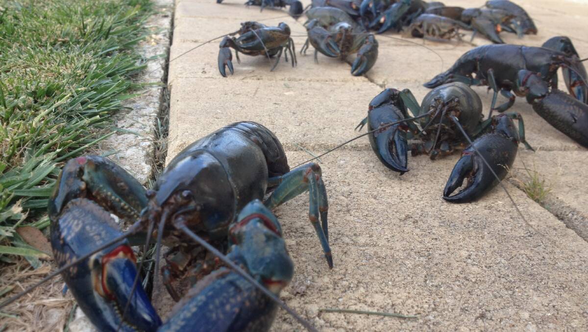 South Australia Yabbies Are On The Move The Courier Ballarat Vic