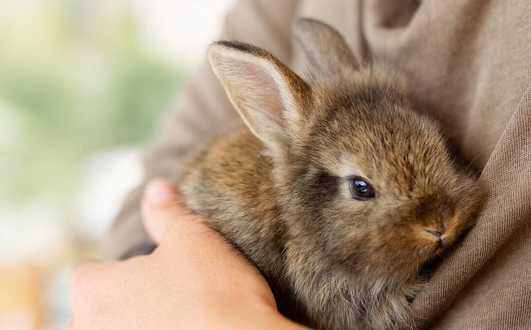 "Can you think of someone that would buy an injured, sick, and shaved rabbit over a cute little baby one?". Picture: Shutterstock