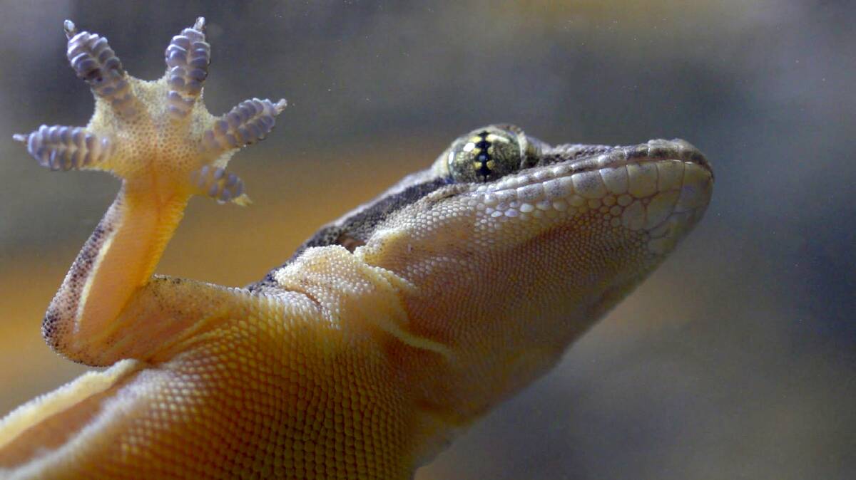 GRIP: Scientists have found a way to make a super adhesive tape based on properties found in Gecko feet. Picture: The Sunday Age
