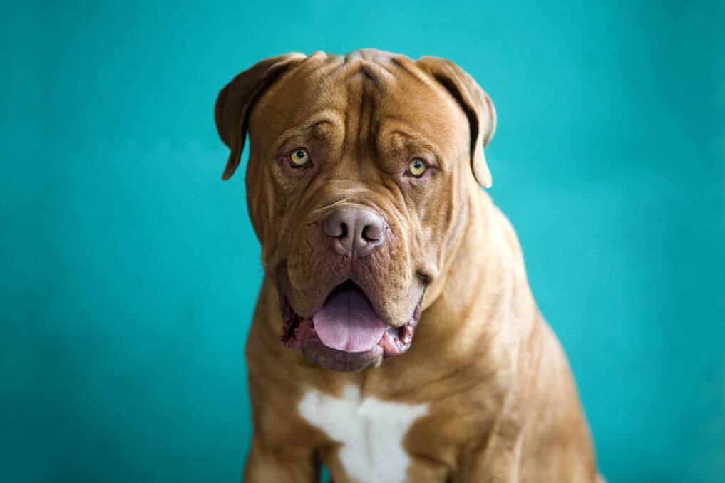 This is a picture of a French mastiff (Dog de Bordeaux), the same breed the Creswick woman believes is responsible for killing her pet dogs.
