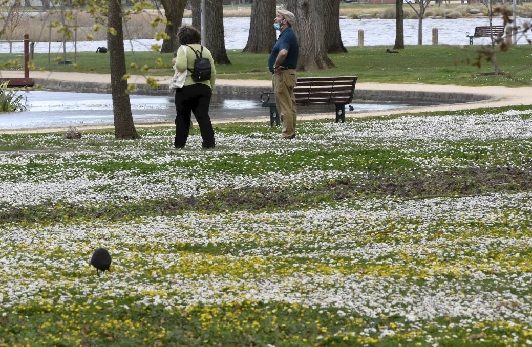 BLOOMING: Spring hayfever and asthma conditions near Lake Wendouree this month. Picture: Lachlan Bence