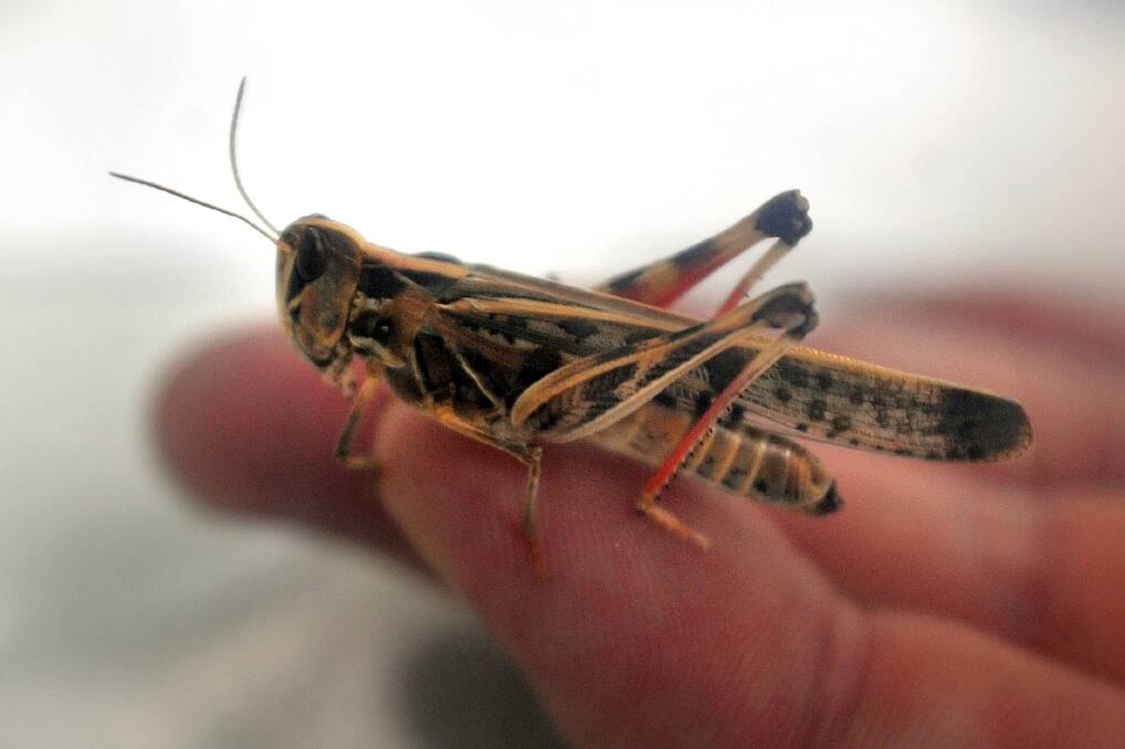 UP CLOSE: A locust that flew into western Victoria. Picture: The Wimmera Mail-Times