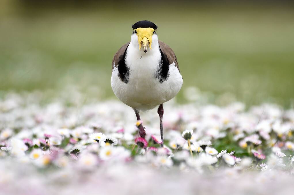 CLOSE ATTENTION: A Masked Lapwing enjoys springtime at Lake Wendouree late last week. Picture: Adam Trafford