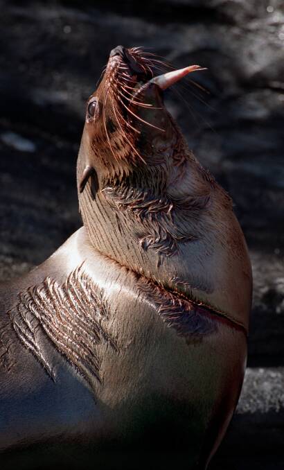 IMPACT: An injured wild seal whose neck was tangled by plastic as she was growing up in water off Melbourne. She now has a scar on her neck. Picture: The Age