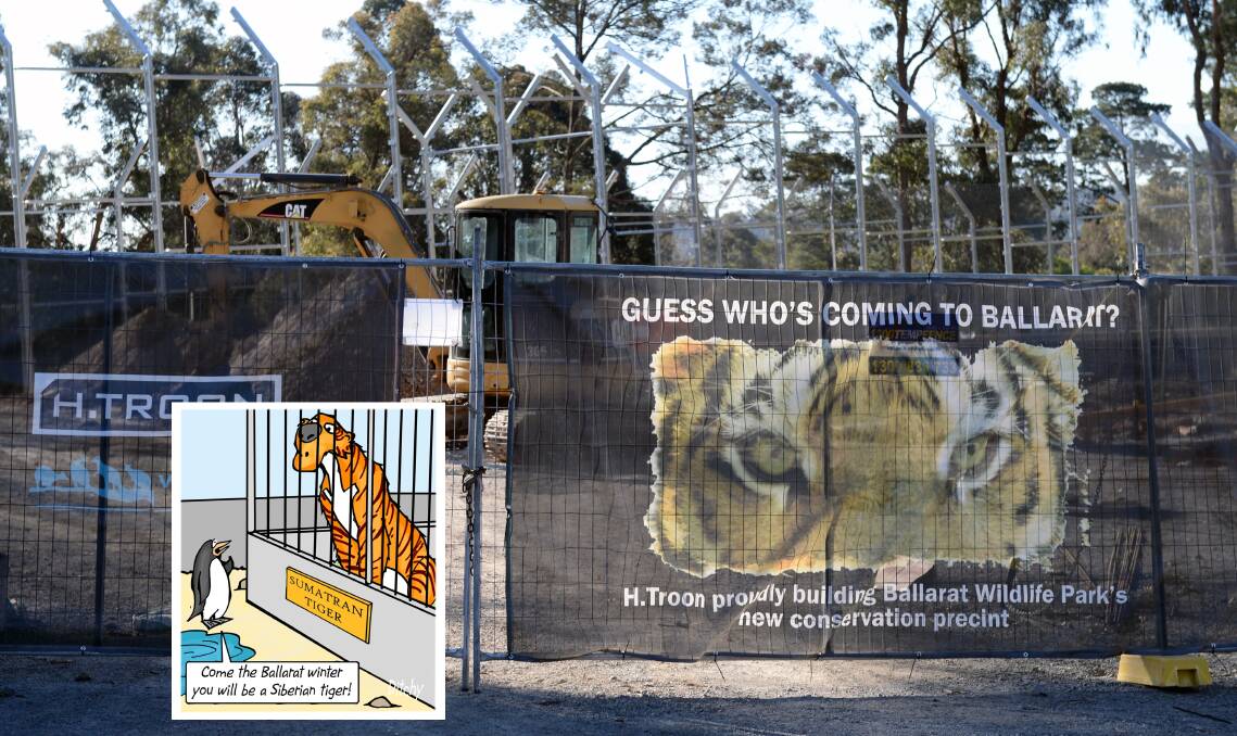 DON'T ARGUE: Sumatran tigers are set to make Ballarat home this festive season. Picture: Kate Healy. 
Inset: Ditchy's view.