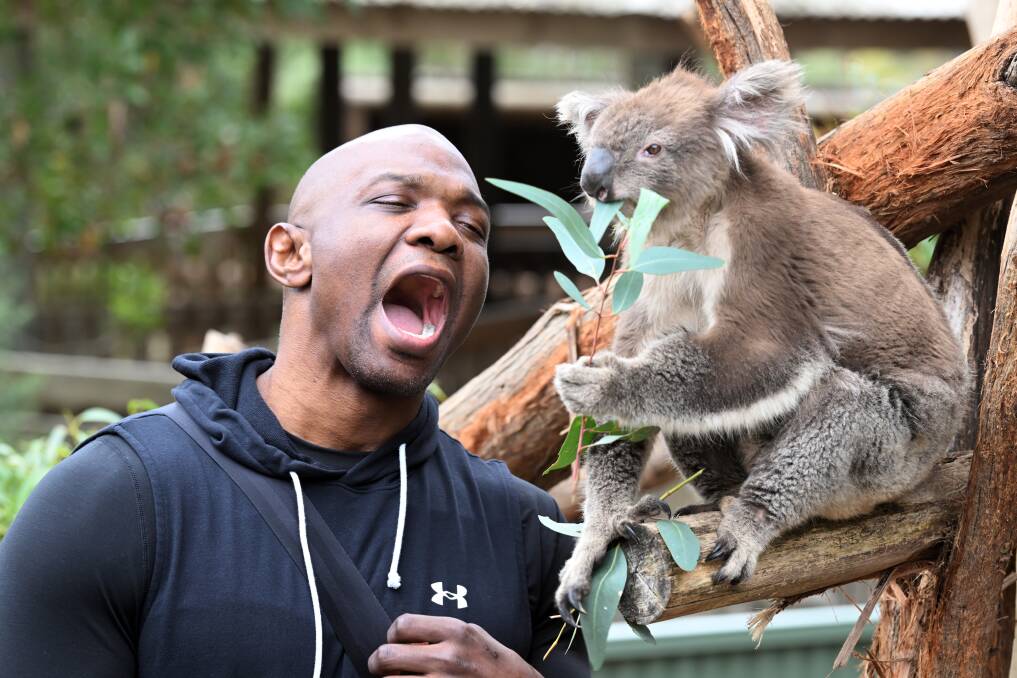 Former WWE wrestler Shelton Benjamin relishes the chance to get up close with Pearl the koala during meal time at Ballarat Wildlife Park on Thursday, April 11, 2024. Picture by Kate Healy