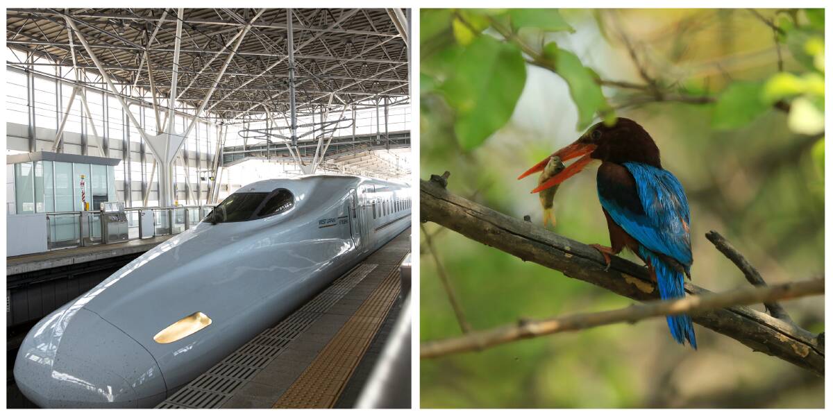 SWIFT: Could the Japanese bullet train (left) be like a Kingfisher?. Pictures: Sydney Morning Herald, Australian Financial Review