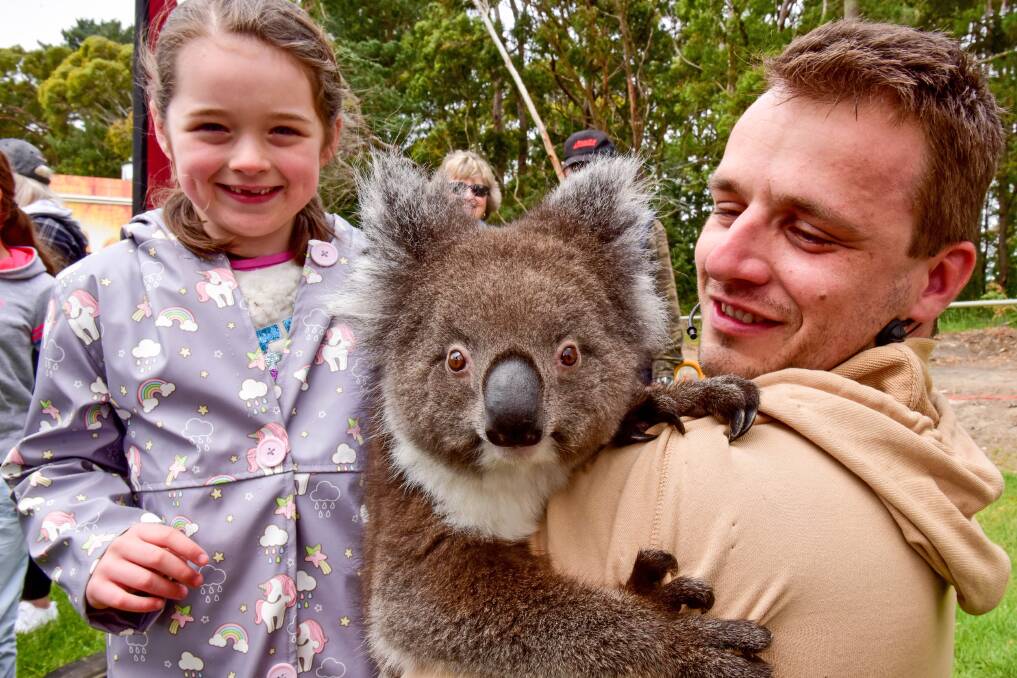POPULAR: Isabel, age seven, gets her chance to meet Winnie the koala (pictured with handler Michael Church) at Gordon Community Fair on Sunday. Picture: Brendan McCarthy