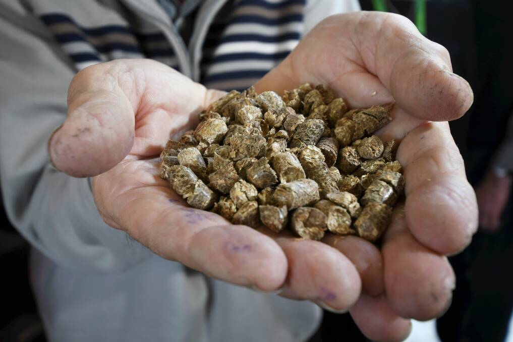 LOOK: A handful of the straw pellets that will be used to heat Skipton Hospital next year. Picture: Lachlan Bence
