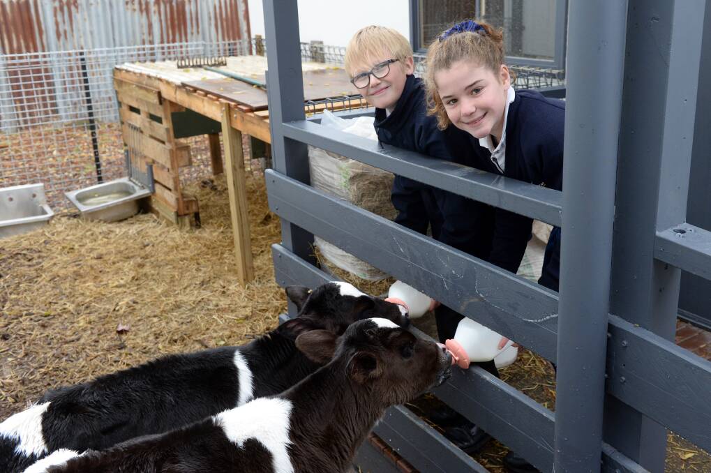 DAIRY FUN: Other VCAL students in Ballarat had the chance to raise calves last year. Picture: Kate Healy
