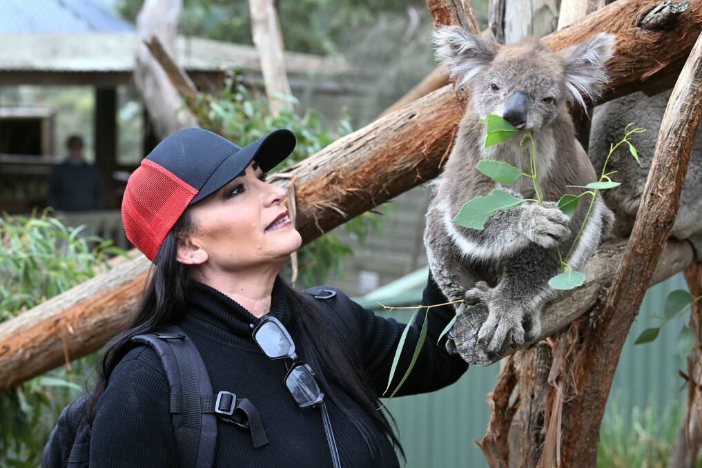 Veteran wrestler and prominent podcaster Lisa Varon has her first chance to pet a koala when meeting Pearl at Ballarat Wildlife Park on Thursday, April 11. Picture by Kate Healy