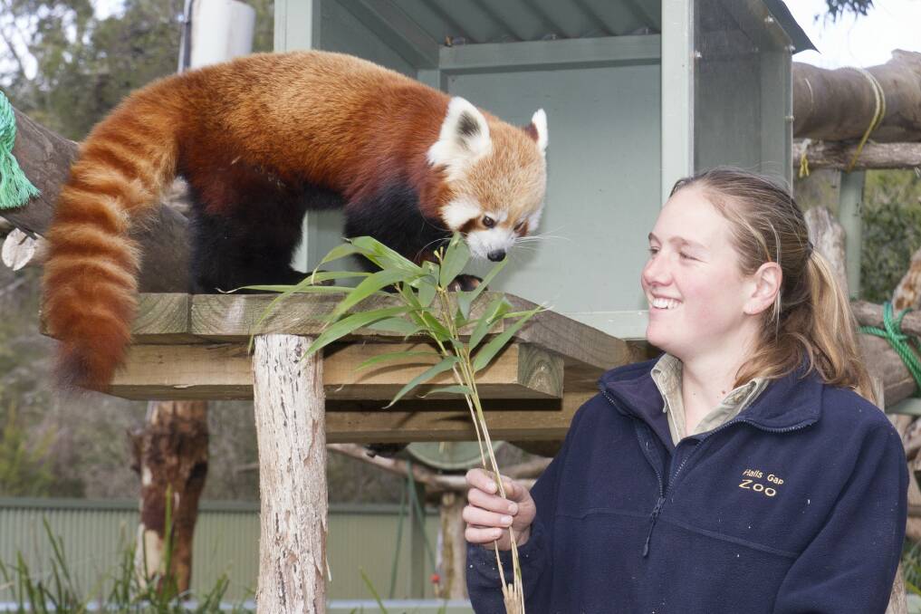 EXPLORE: A Red Panda in Halls Gap Zoo enjoys a snack amid an increase in visitors to see across the region this summer. Picture: Peter Pickering