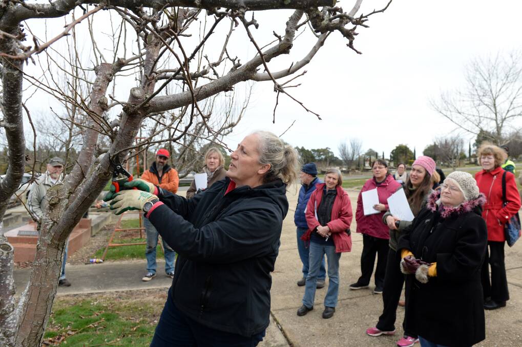 CAREFUL TRIM: Kylie Blake, from Kylie Rose Gardens, leads a class through a fruit tree pruning session in Ballarat New Cemetery. Picture: Kate Healy