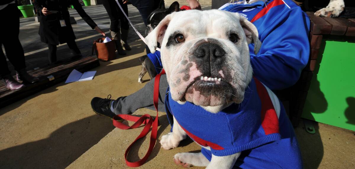THANK YOU: Our Bulldog puppy Caesar has a bigger ambassadorial role than we had hoped. He is Western Bulldogs' official mascot and parades every home game.