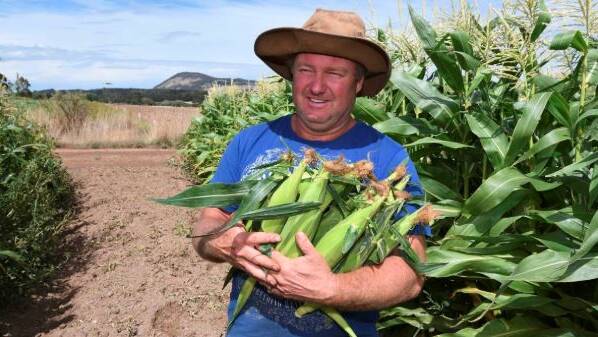 READY: Spring Creek Organics' Dave Tatman at the farm for its pick-your-own corn days, which have become a popular summer trend. Picture: Lachlan Bence