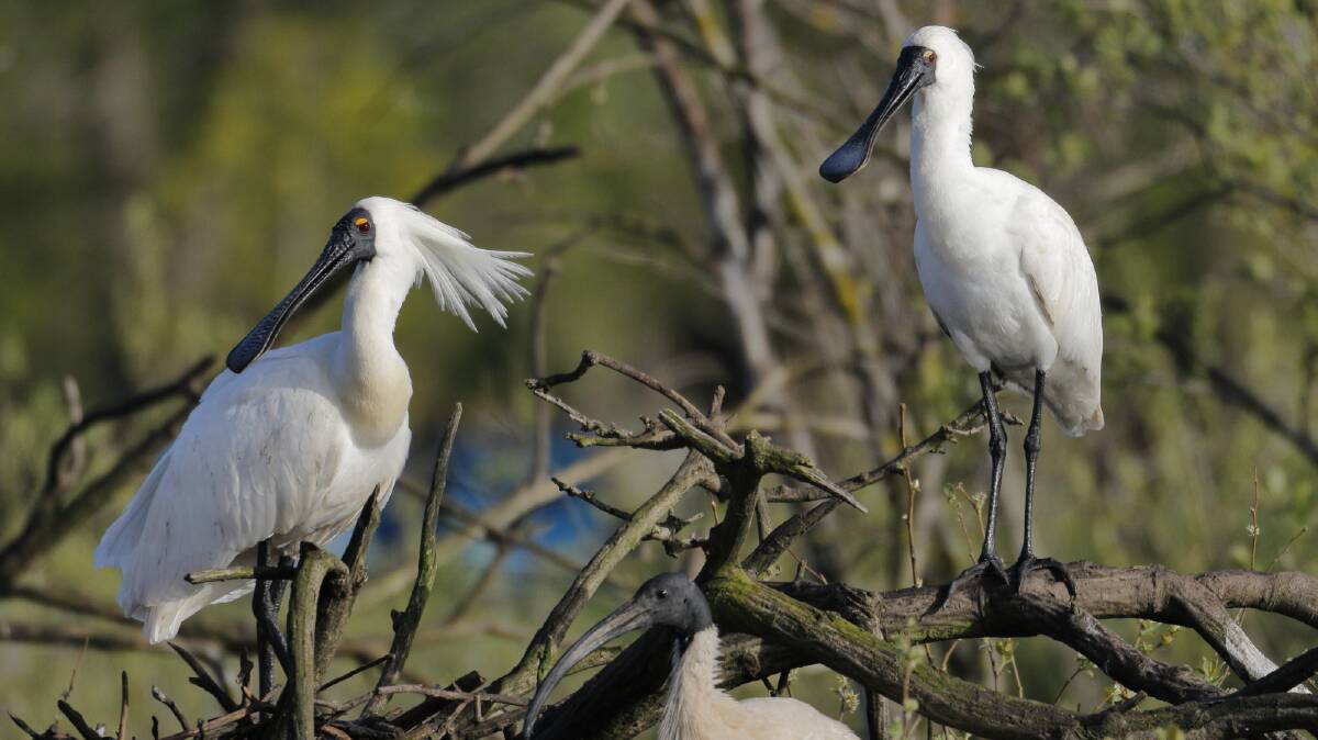 Royal spoonbills have been found in the area, despite lower than average birdlife in a count last weekend, as captured in this photo by Ed Dunens.