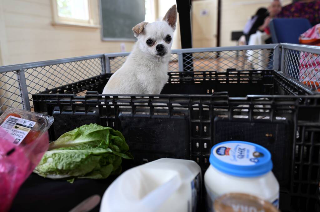 A pet dog arrives for Creswick community lunch with some fresh produce for its owner. Picture by Lachlan Bence