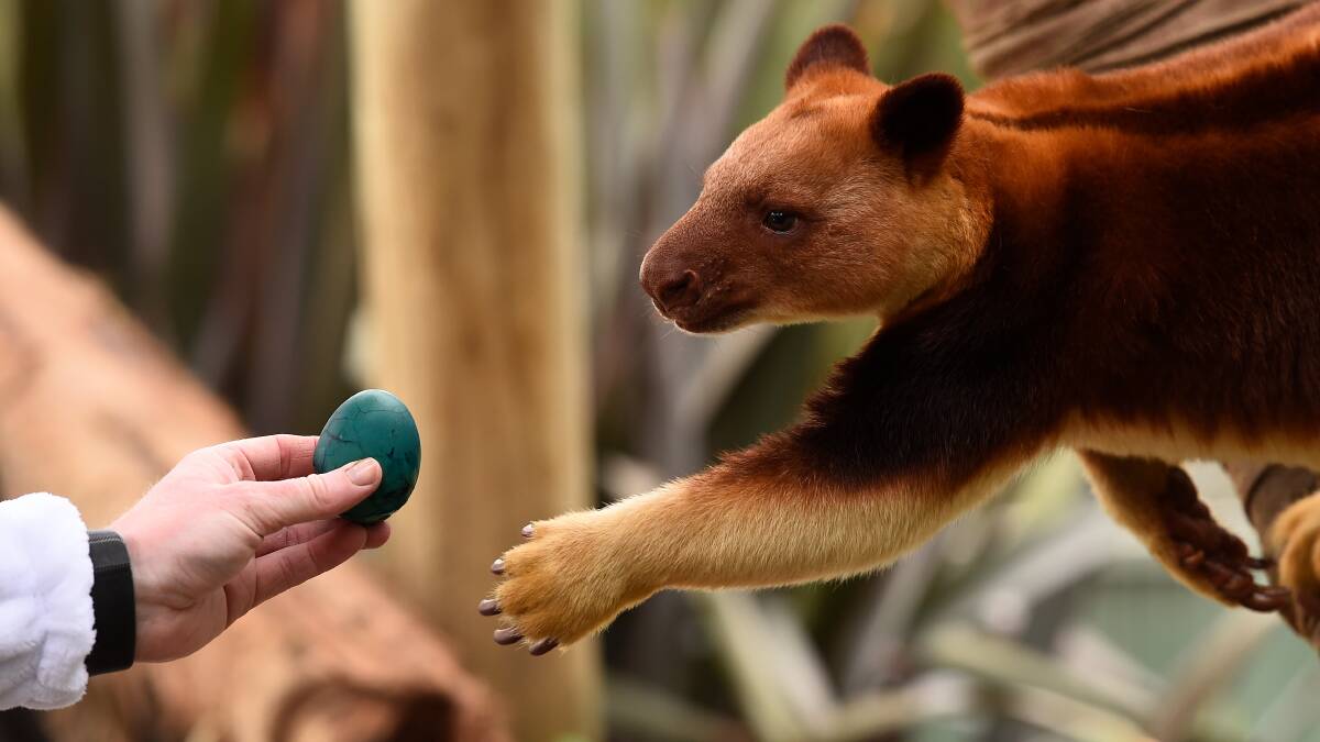 TREAT: Kombai the tree kangaroo, who prefers avocado, reaches for an Easter egg. Picture: Adam Trafford