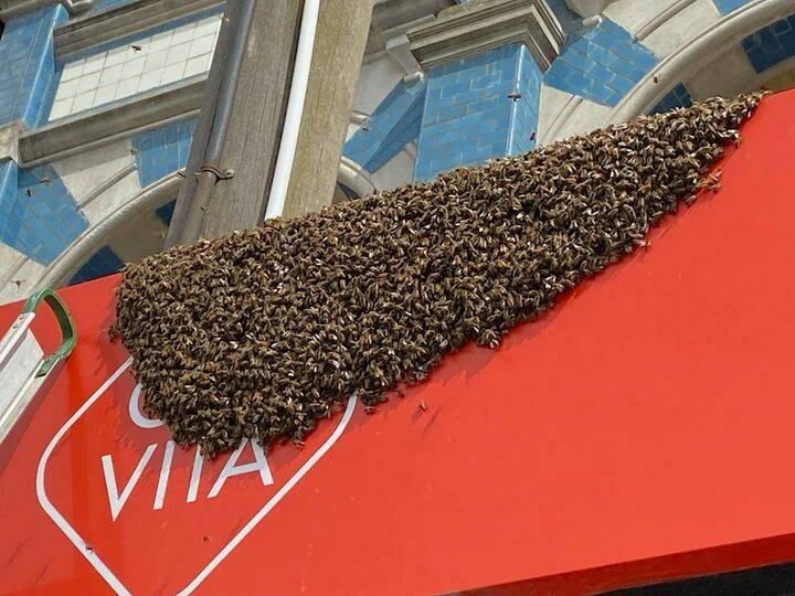 BEE CAREFUL: A feral swarm invades the space above Go Vita but was able to be safely saved and relocated. Picture: courtesy Backyard Beekeeping Ballarat