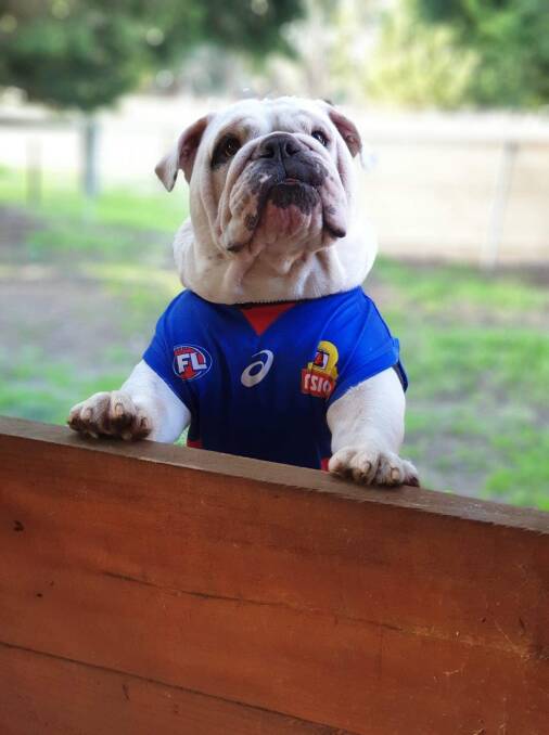 STAR POWER: Ballarat's Caesar is back on the big stage after a year sidelined from his Western Bulldogs' mascot duties, due to the pandemic - and he promises to make an impact on arrival.