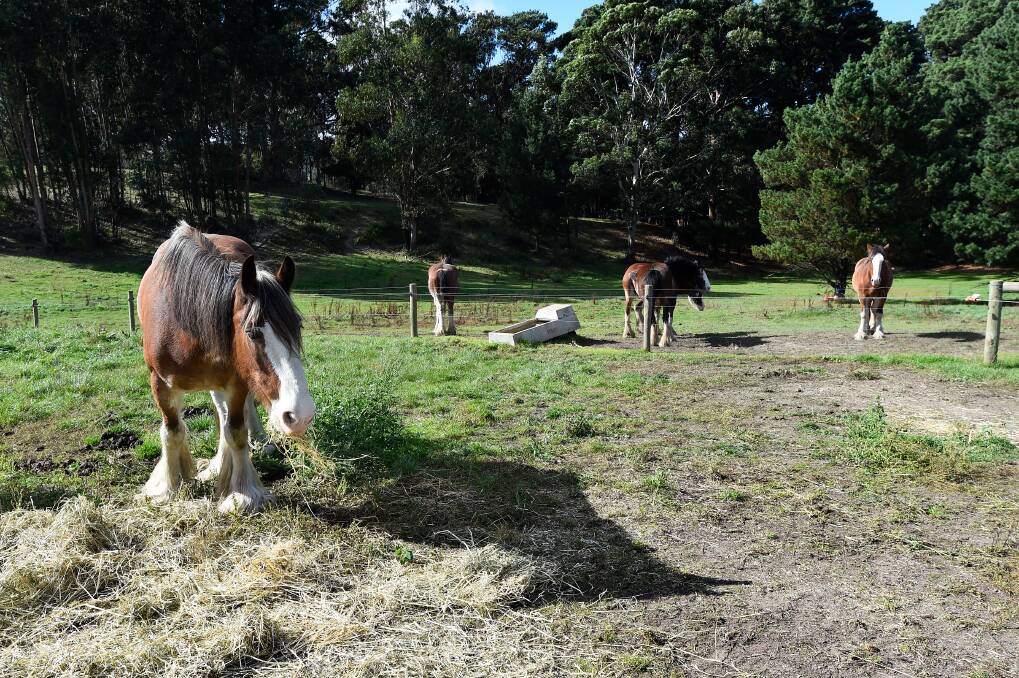 RELAX: Sovereign Hill's horses are having a longer-than-normal holiday during the museum's shutdown due to coronavirus restrictions. They must keep a base fitness before building up strength to return to work. Picture: Adam Trafford