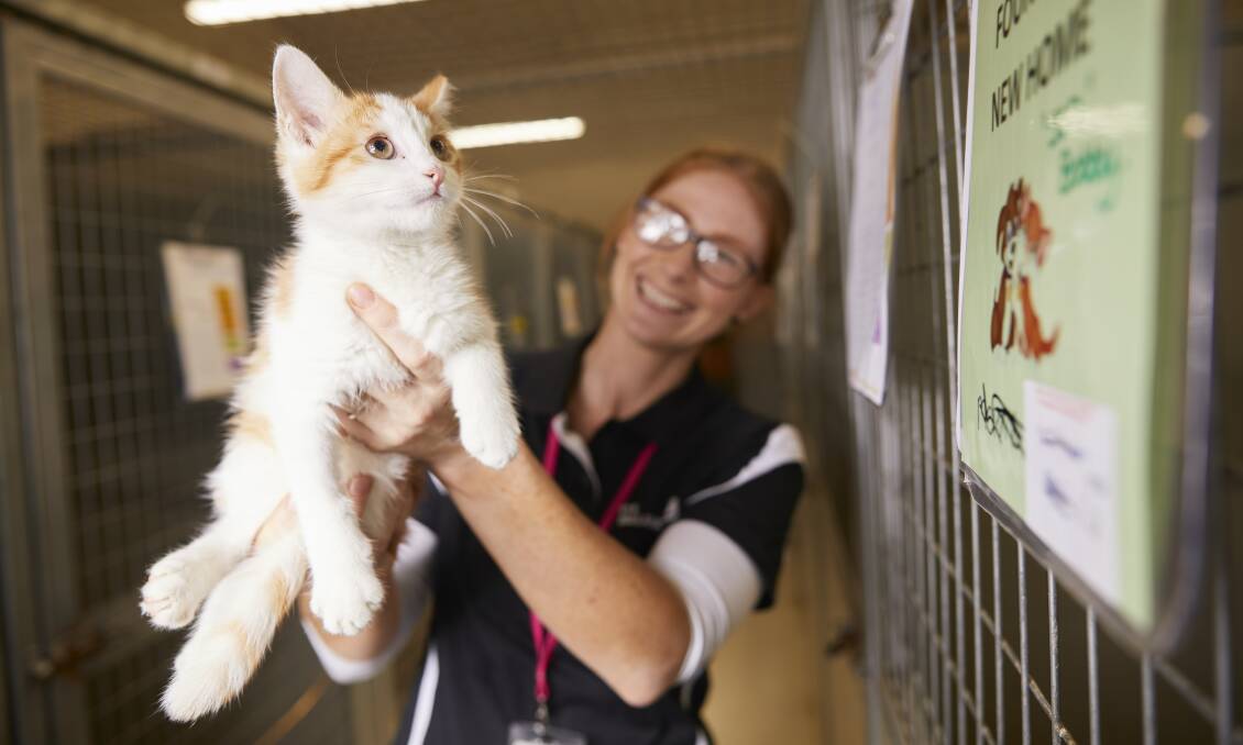 A kitten up for adoption at Ballarat Animal Shelter in June. Picture: Luka Kauzlaric