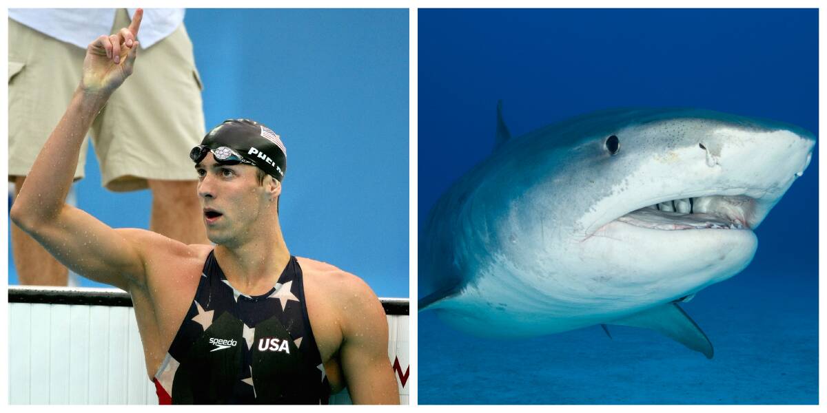 FIERCE: Prolific Olympic swim medallist Michael Phelps in a suit based on shark skin.