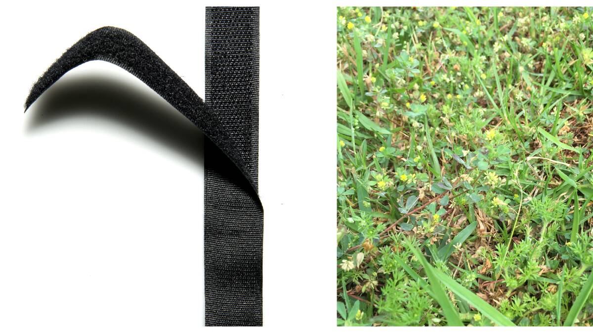 IDEA: Velcro (left) is inspired by pesky grass burrs (right).