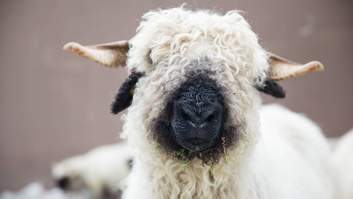 Originally from the Swiss Alps, the Valais Blacknose have miniature Highland cow vibes. Picture: Shutterstock