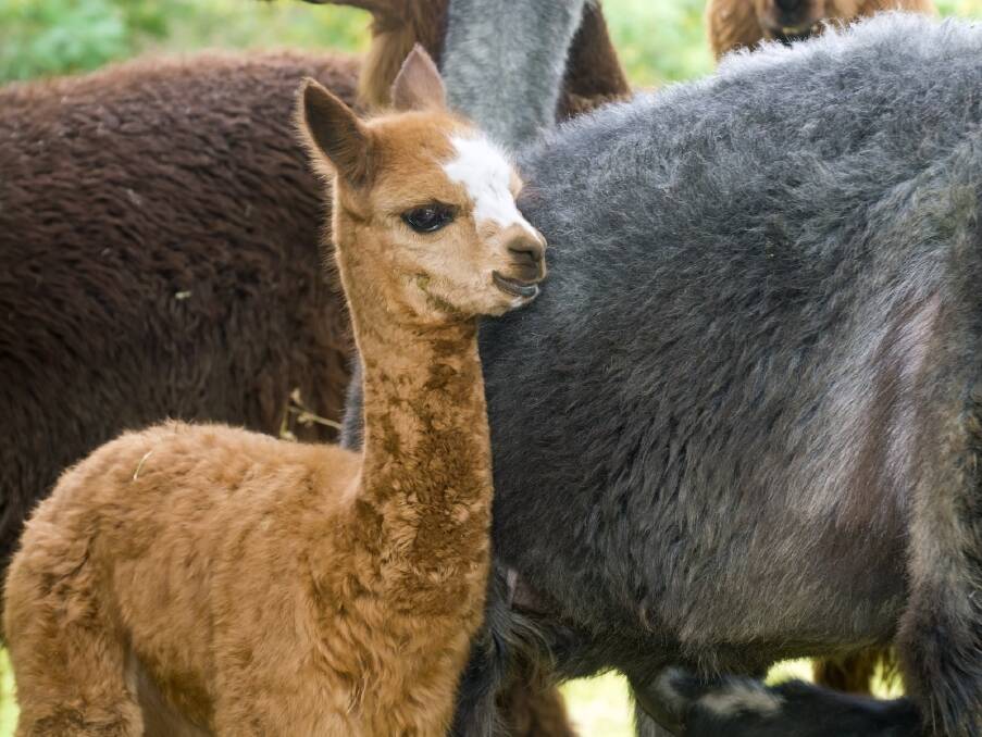 Post a photo of Creswick’s baby alpacas and upload to Facebook, Instagram or WeChat, tagged @creswickwool or #CreswickWoollenMills, for the chance to win a prize.
