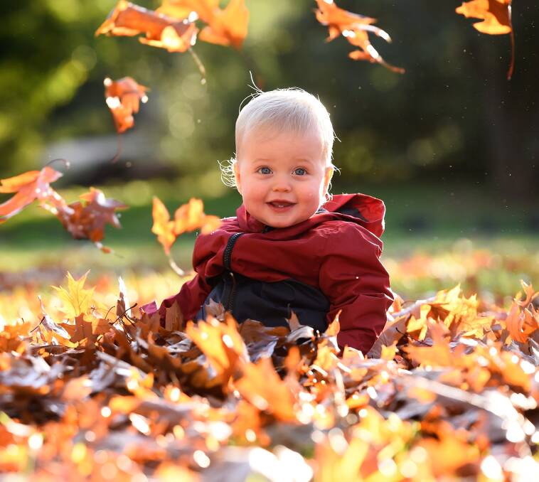 The best time of day to take photos in autumn leaves is when the sun is creating that golden glow. Photo from The Courier.