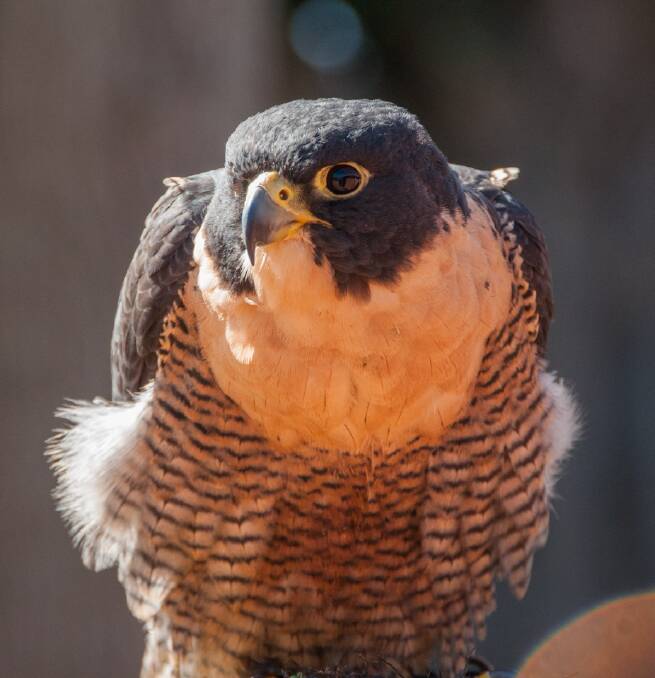 A peregrine falcon. Picture: contributed