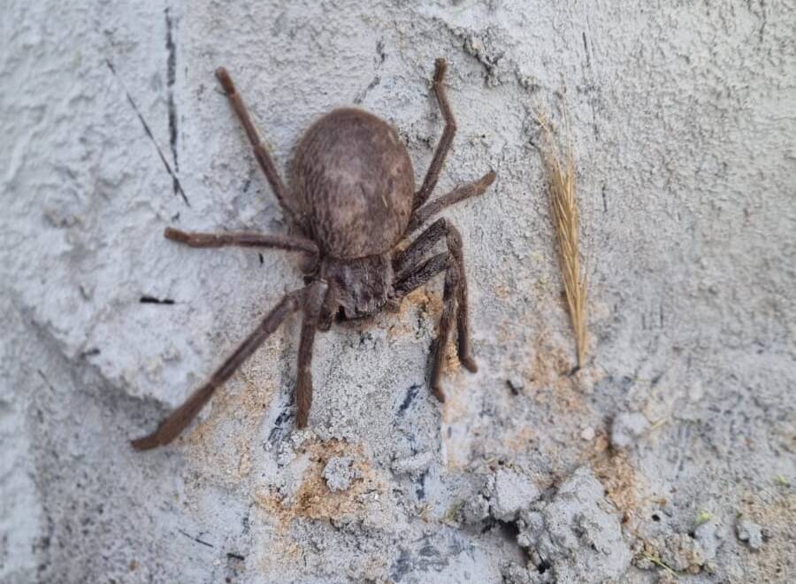 A huntsman spider near Moyston. Picture contributed