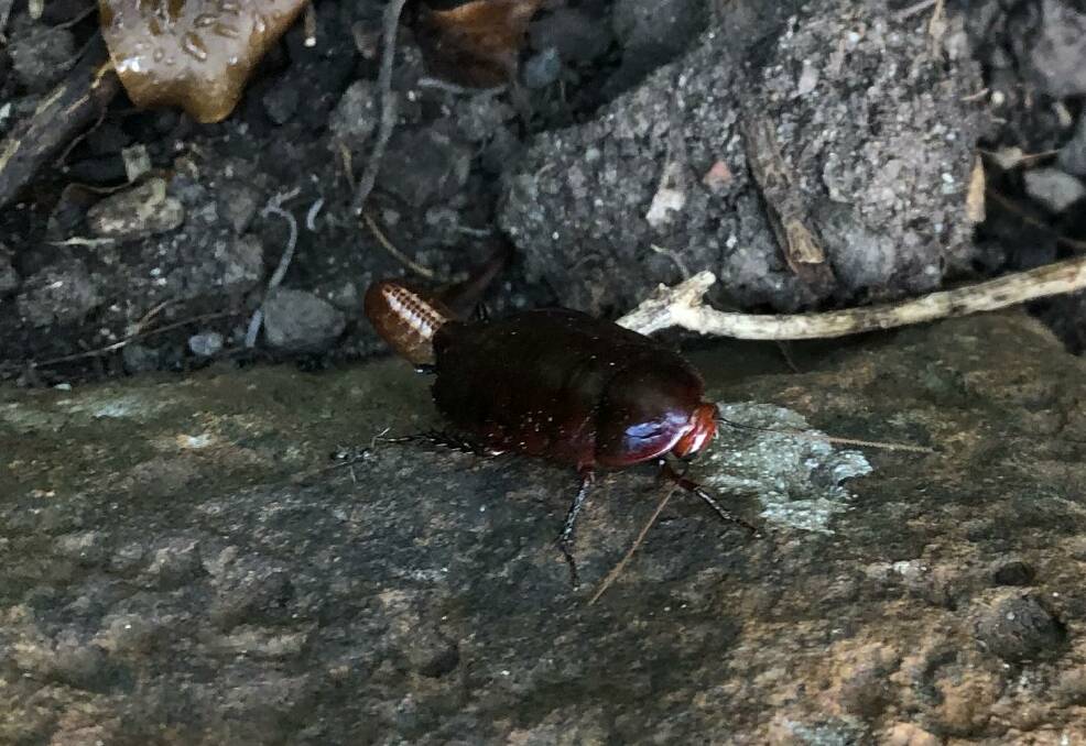 A native cockroach in Brown Hill. Picture contributed