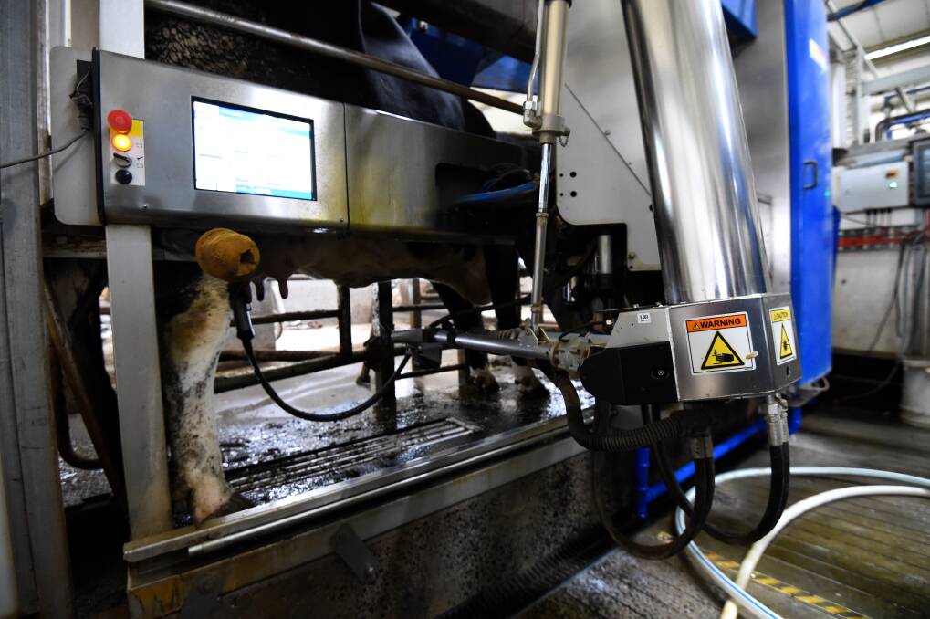 A robotic arm automatically attaches suction cups as the cow enters the system.