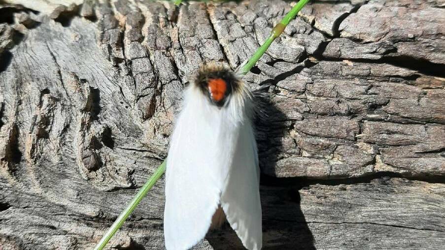 a female Sparshalli Moth, or Sparshall's Moth, mount egerton
