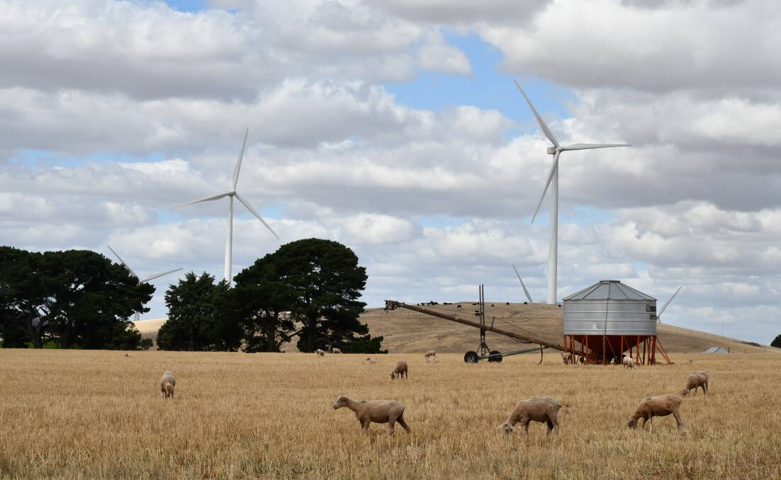 Sheep in paddocks beneath wind turbines at Waubra.
