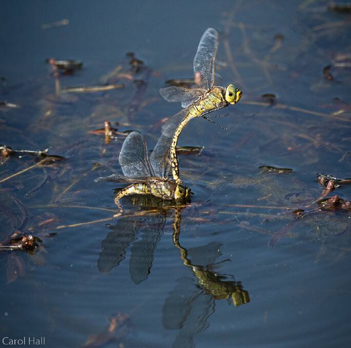 An Australian Emperor dragonfly on Lake Wendouree. Picture by Carol Hall