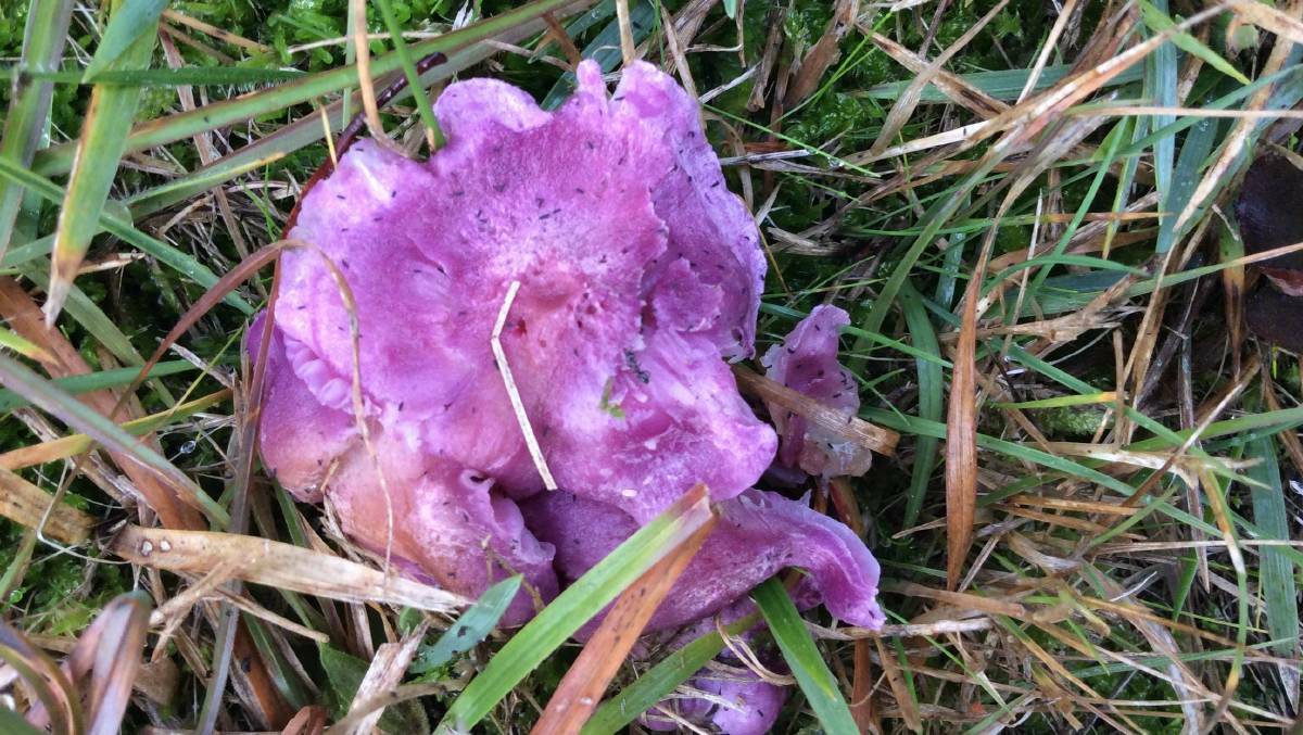 Bright: A rose-pink waxcap, "one of the most beautiful" fungi, spotted near Invermay. Picture: C.K.