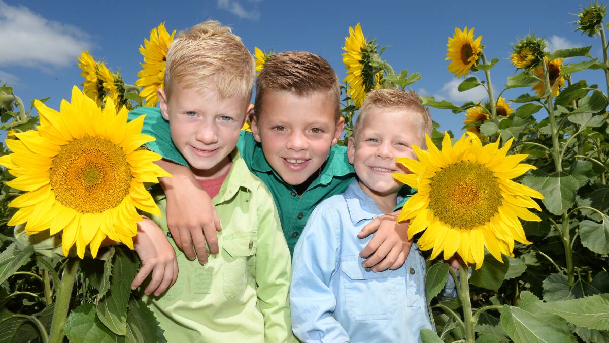 Jai Britt, 7, Oscar Britt, 8, and Billy Britt, 5, in their sunflower paddock. Picture: Kate Healy

