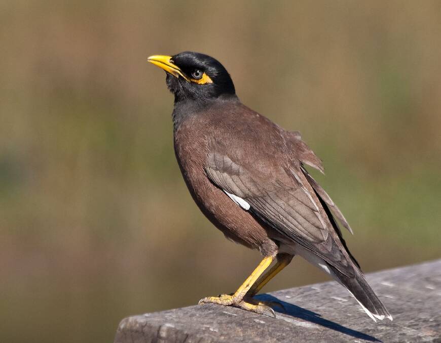 A Common Myna, also known as Indian Myna, photograhed in Sydney by Richard Taylor /Wikipedia. 