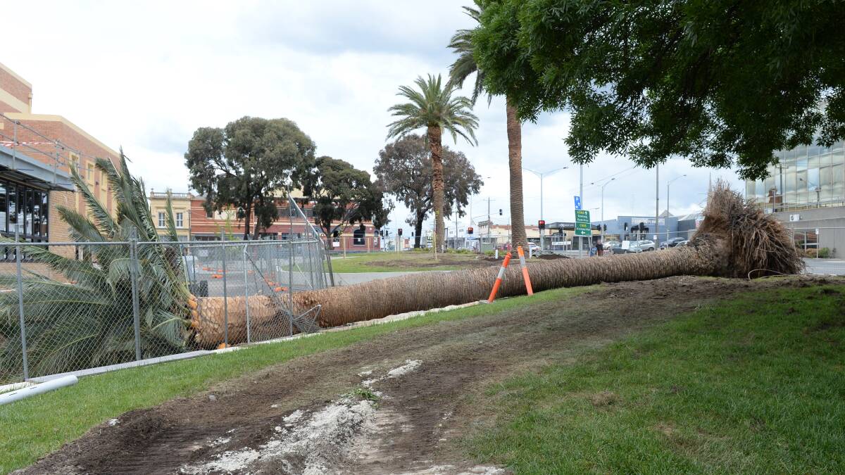 Frond farewell: Council confirms sick palm tree is dead