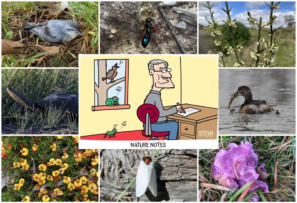 Off-course seabirds, beautiful fungi, and new turtles: A year in Nature Notes across Ballarat